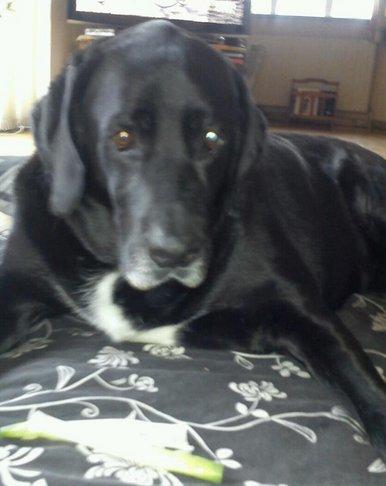 Labrador retriever Pelle billede 3