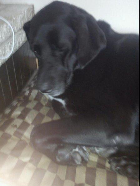 Labrador retriever Pelle billede 4