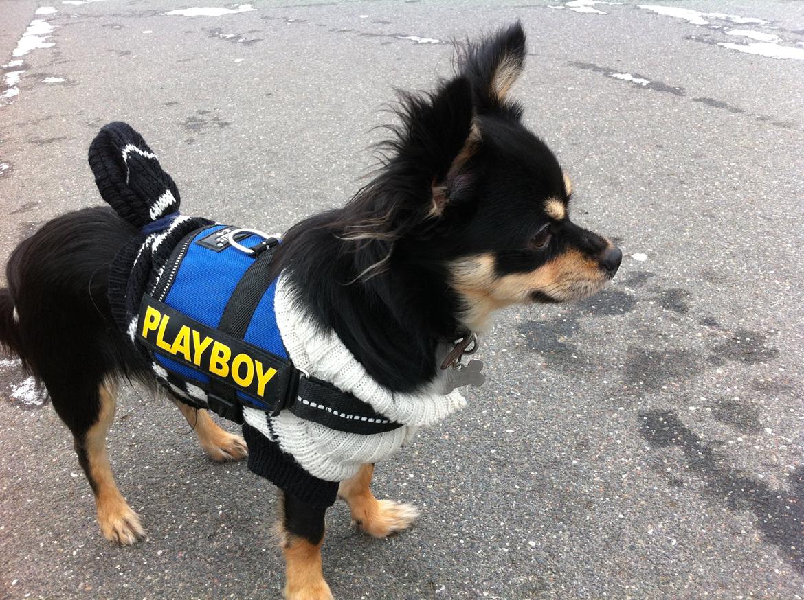 Chihuahua R.I.P Pago Pjevsen billede 18