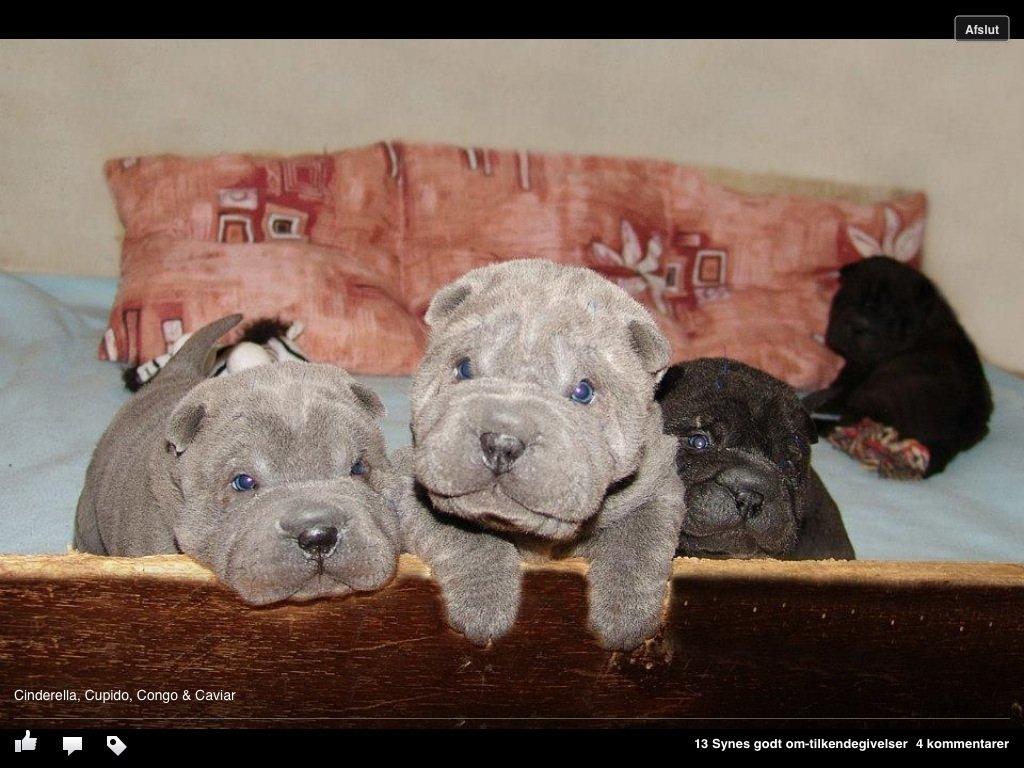 Shar pei Bertram - det er mig der er nysgerigst billede 2