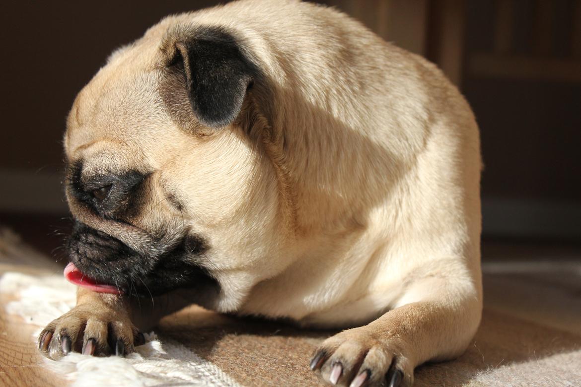 Mops Charley billede 1