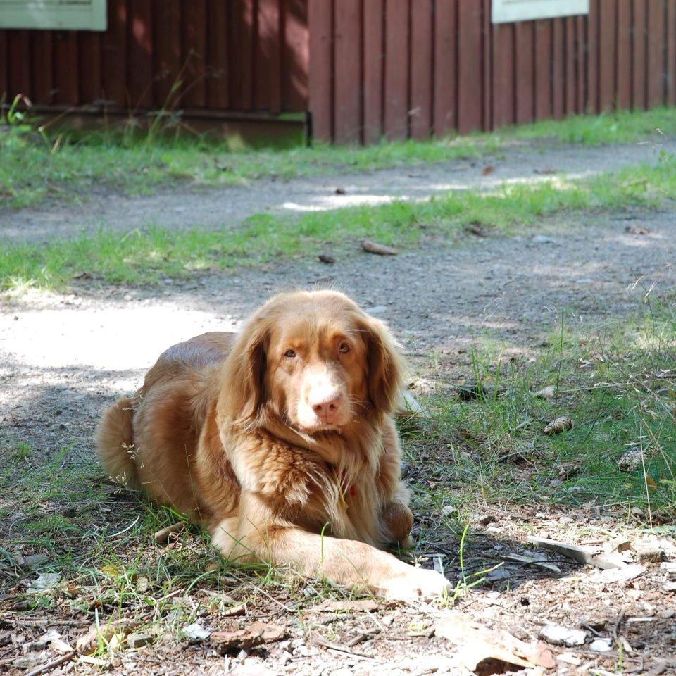 Nova scotia duck tolling retriever Susi - Himmelhund - Susi i sverige  billede 6