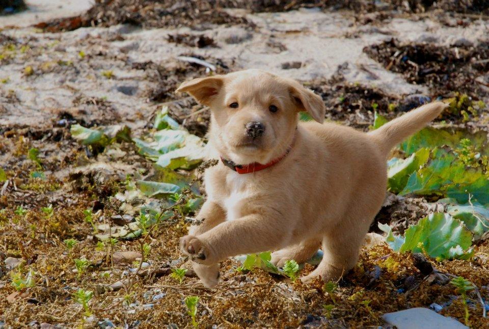 Nova scotia duck tolling retriever Susi - Himmelhund - Kunne virkelig ikke lade være med at ligge det her billede op, af hendes hvalp Frk friss :) billede 7