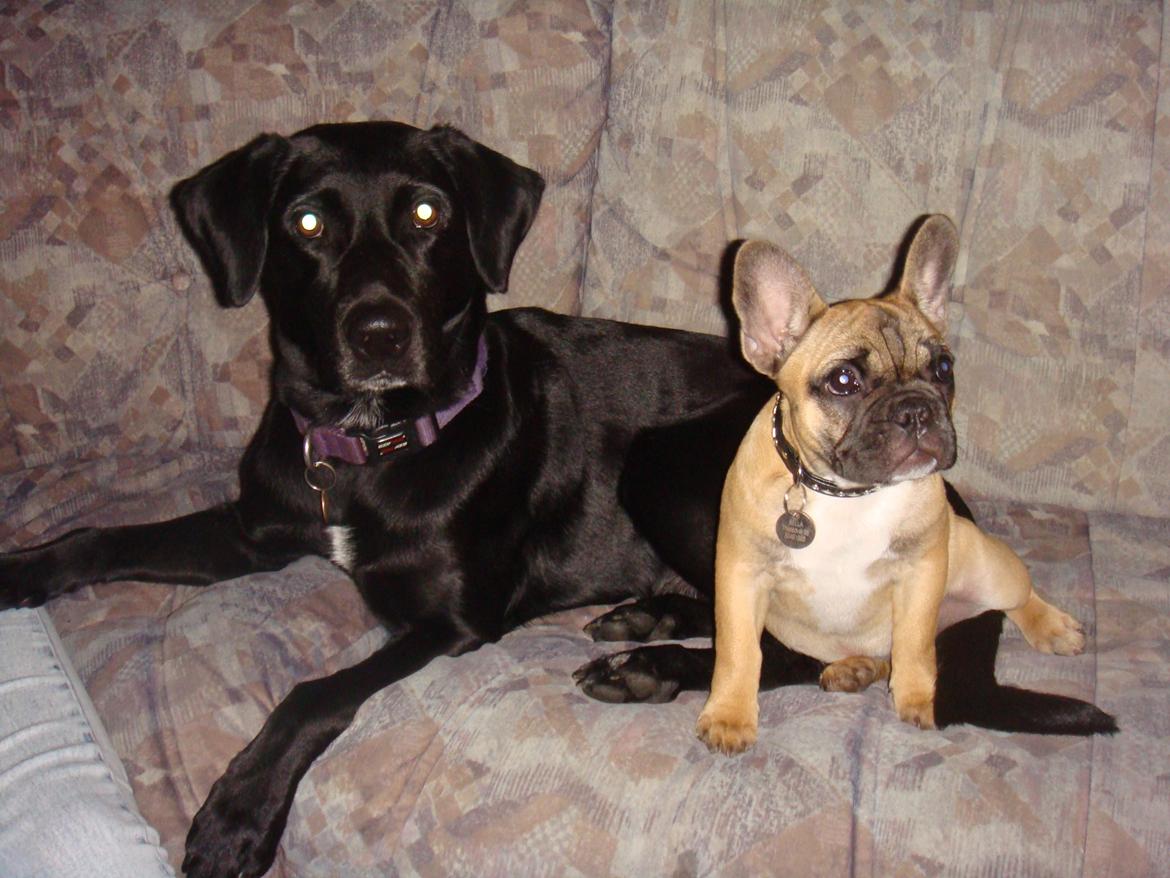 Blanding af racer Simba - Simba og hans bedste lille legekammerat Bella :-) billede 3