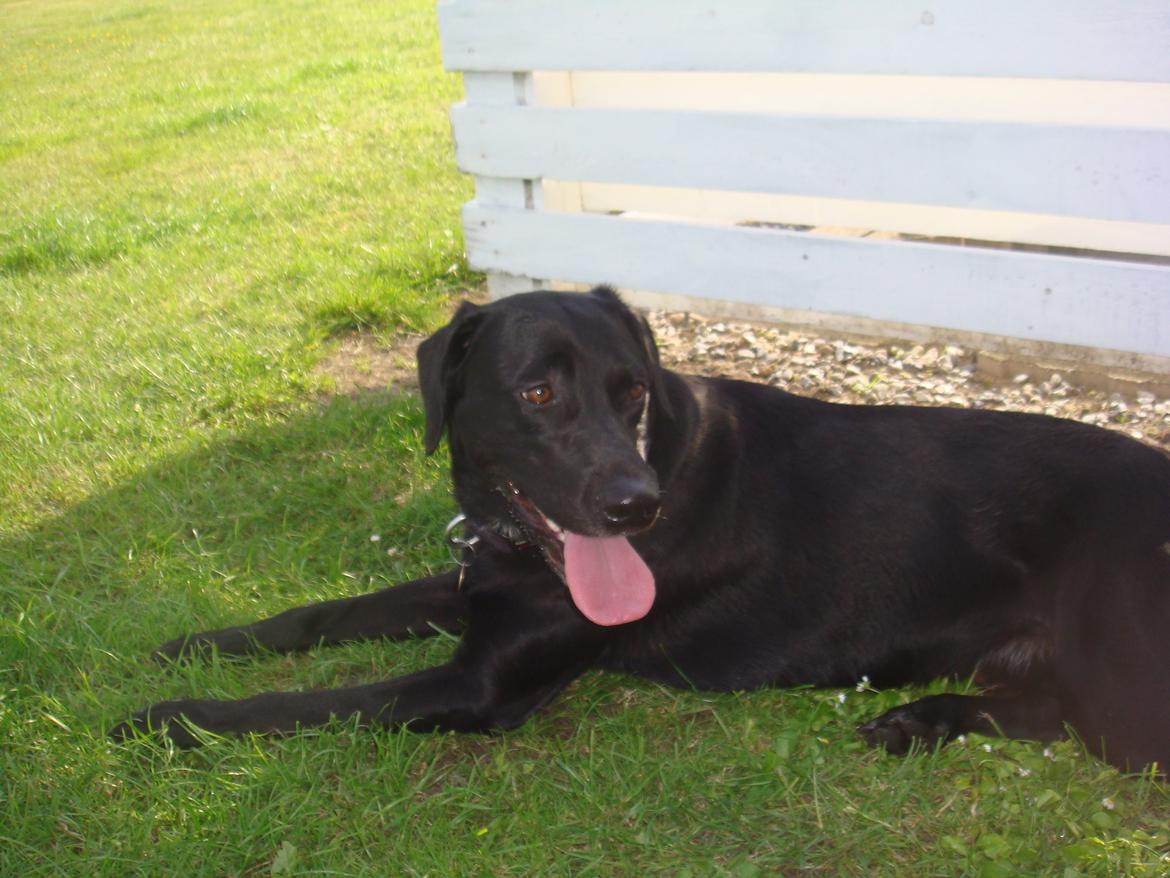 Blanding af racer Simba - Relax! billede 11