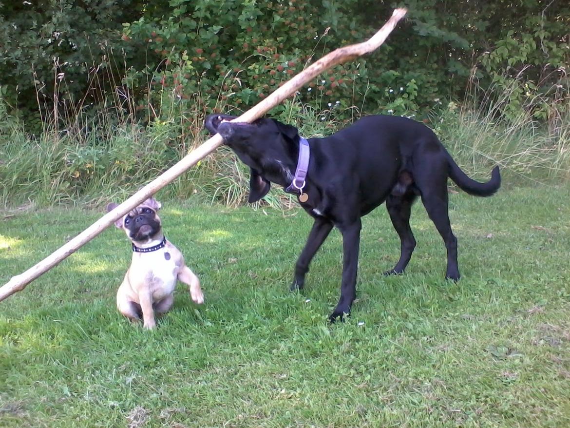 Blanding af racer Simba billede 8