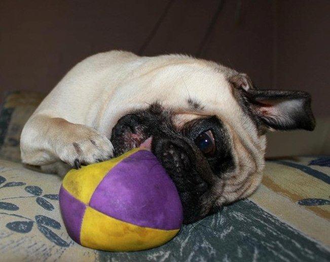 Mops Charley billede 2