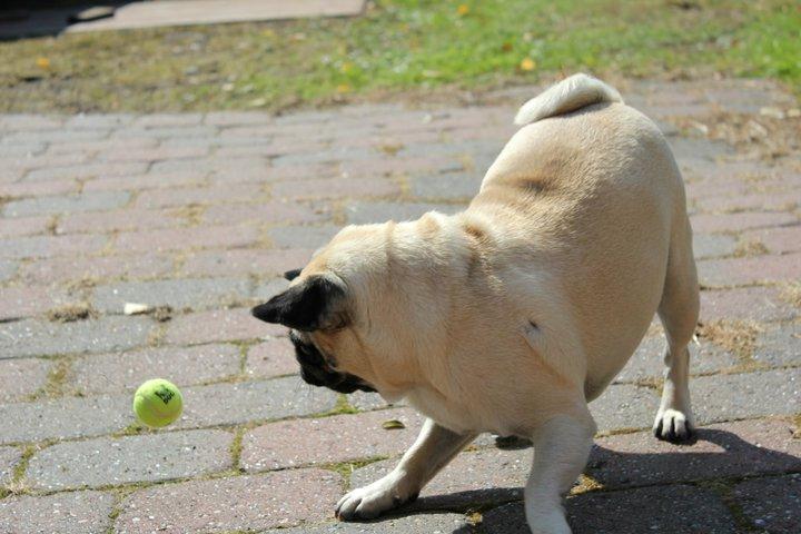 Mops Charley billede 3