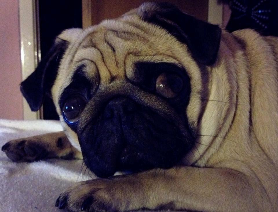 Mops Charley billede 4