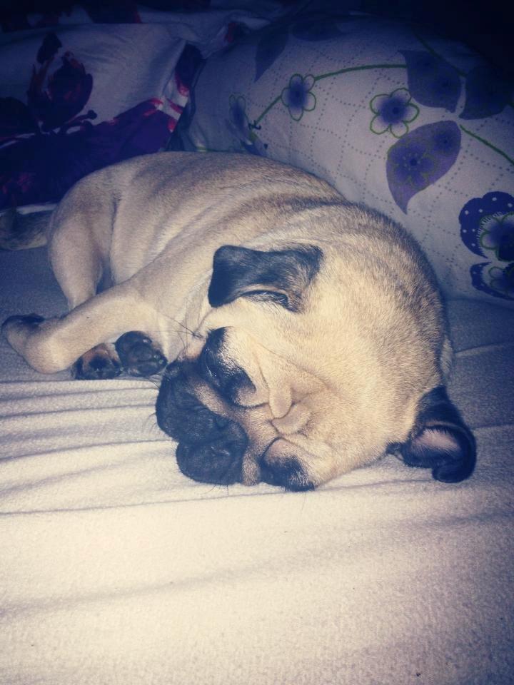 Mops Charley billede 5