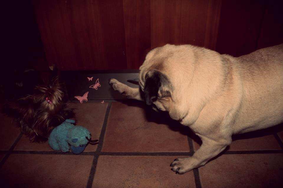 Mops Charley billede 6