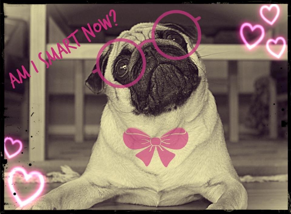 Mops Charley billede 7