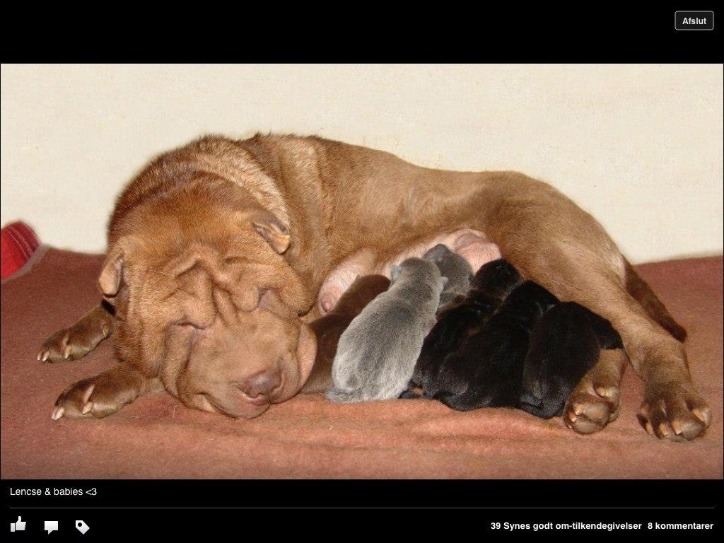 Shar pei Bertram billede 3