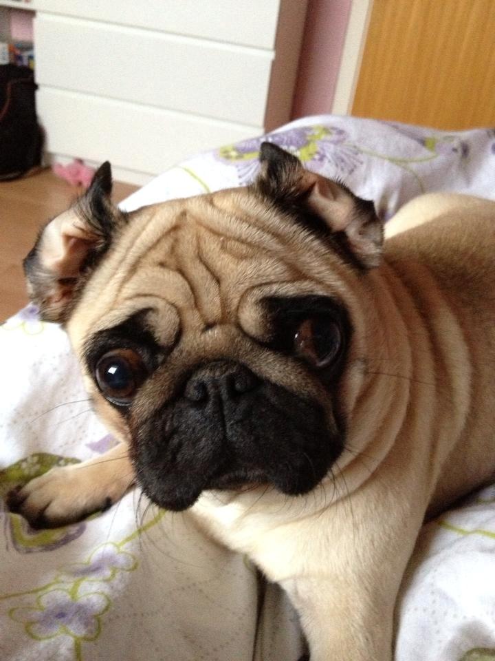 Mops Charley billede 8