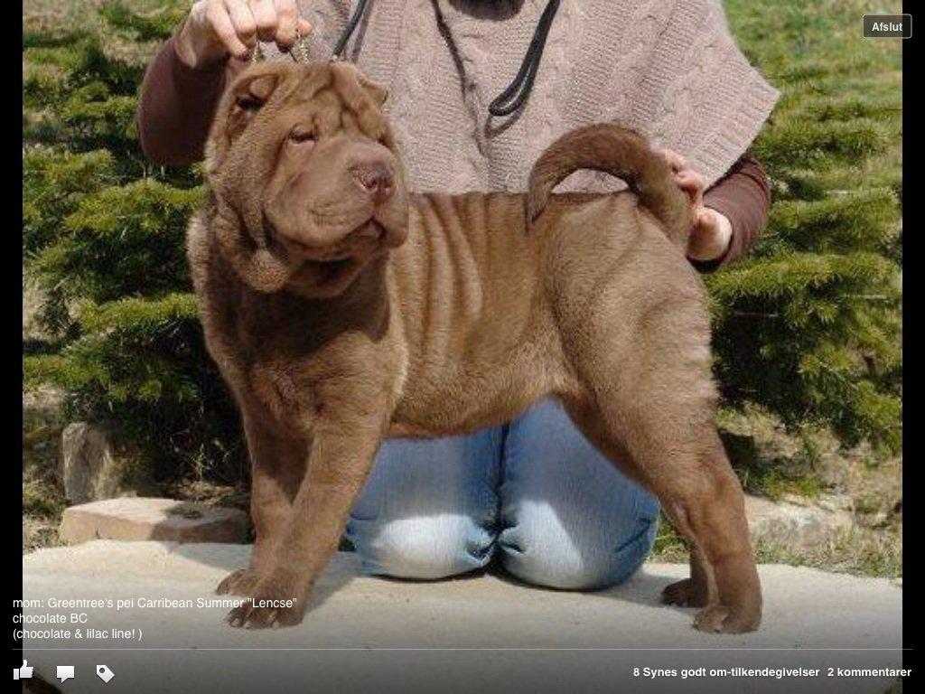 Shar pei Bertram billede 4