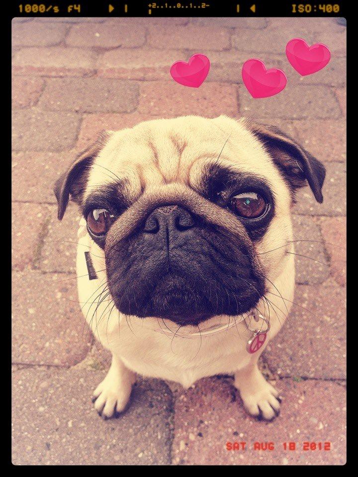 Mops Charley billede 9