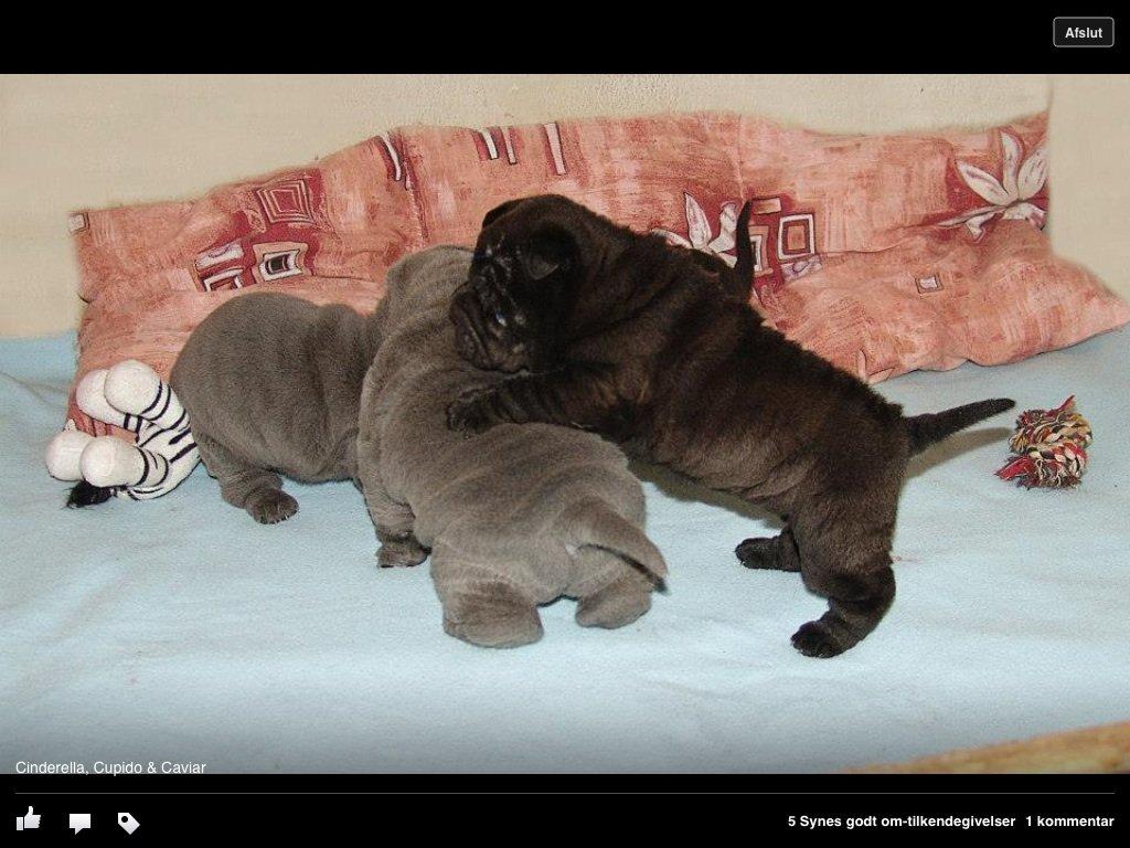 Shar pei Bertram billede 5