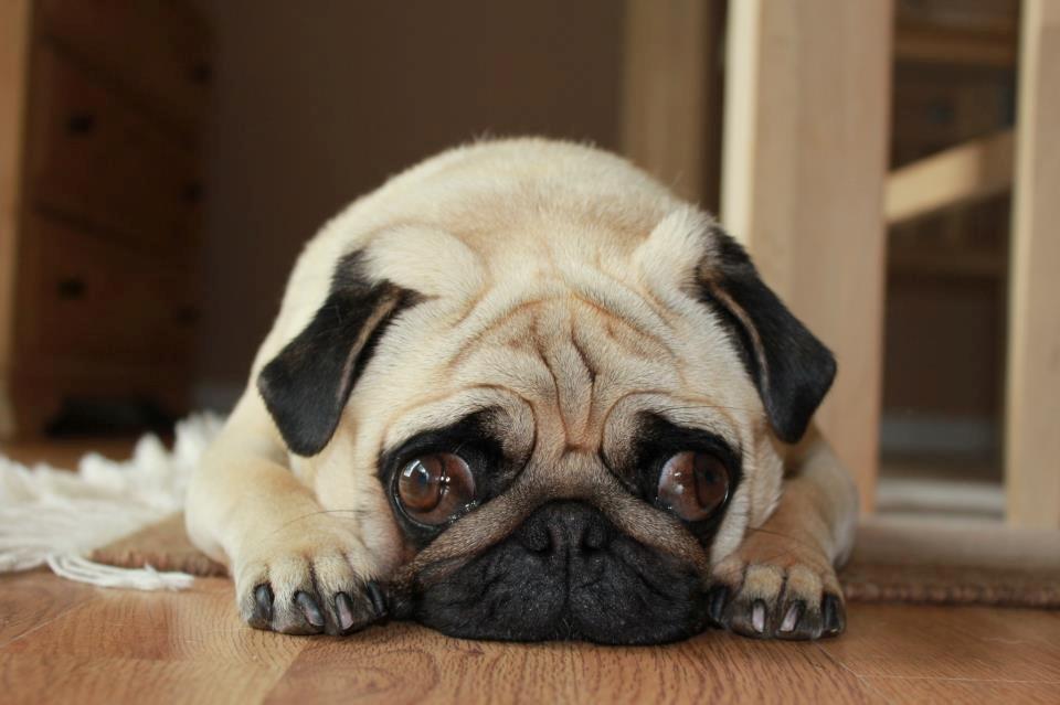 Mops Charley billede 10