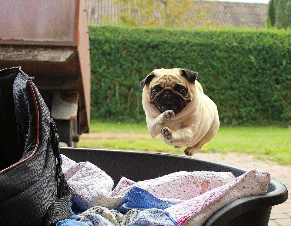 Mops Charley billede 11