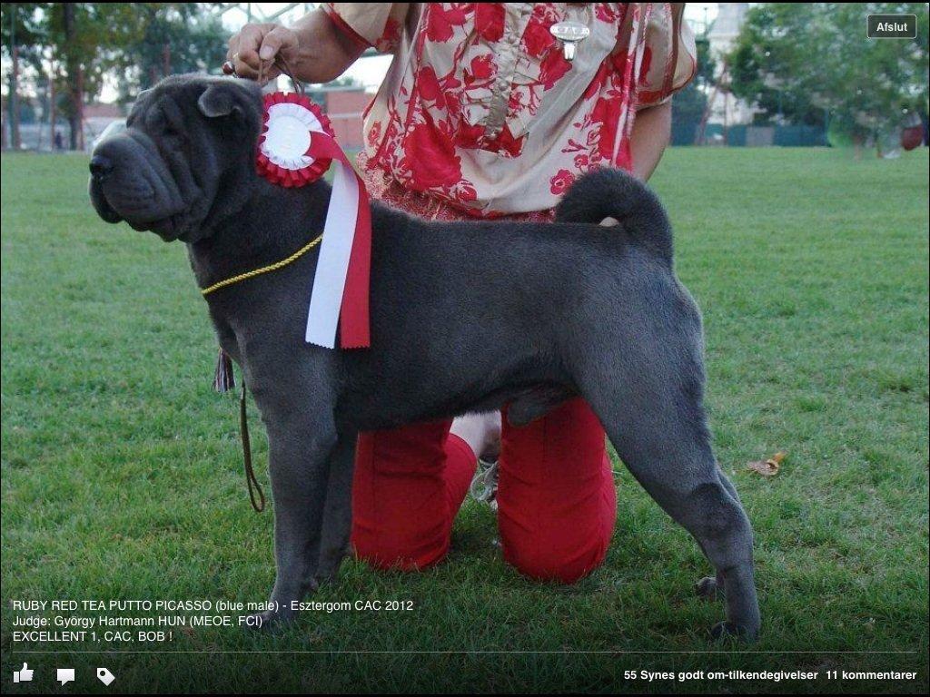 Shar pei Bertram billede 6