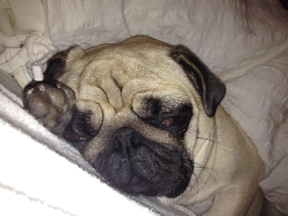 Mops Charley billede 12