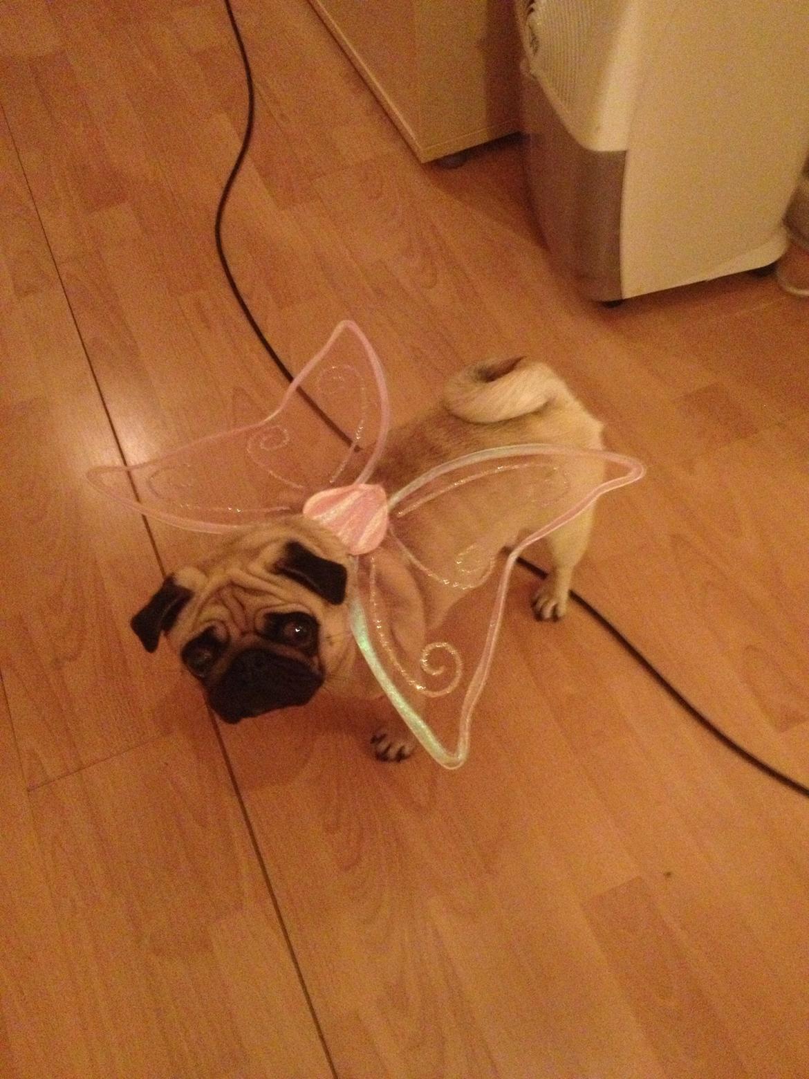 Mops Charley billede 13