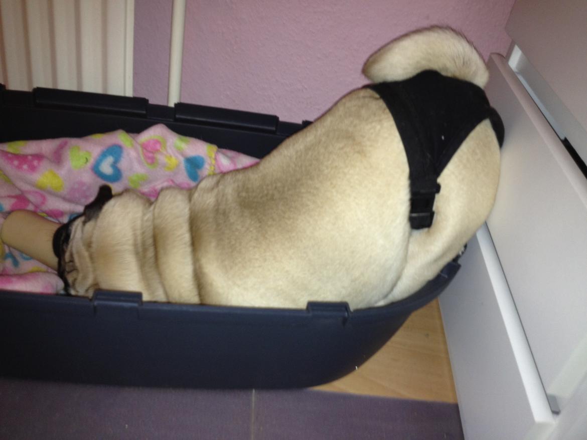 Mops Charley billede 14