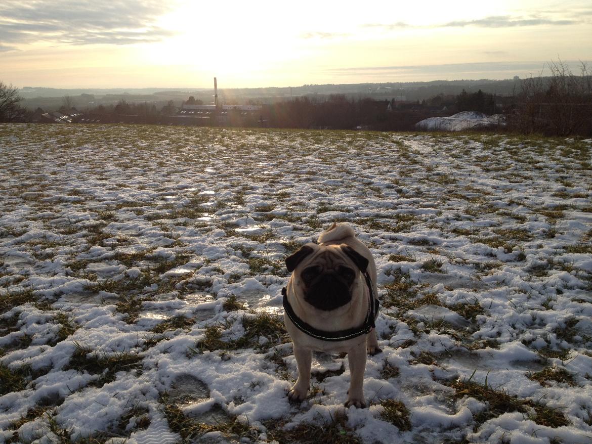 Mops Charley billede 15