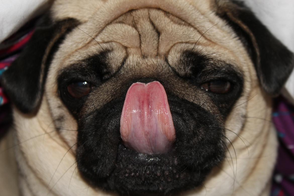 Mops Charley billede 16