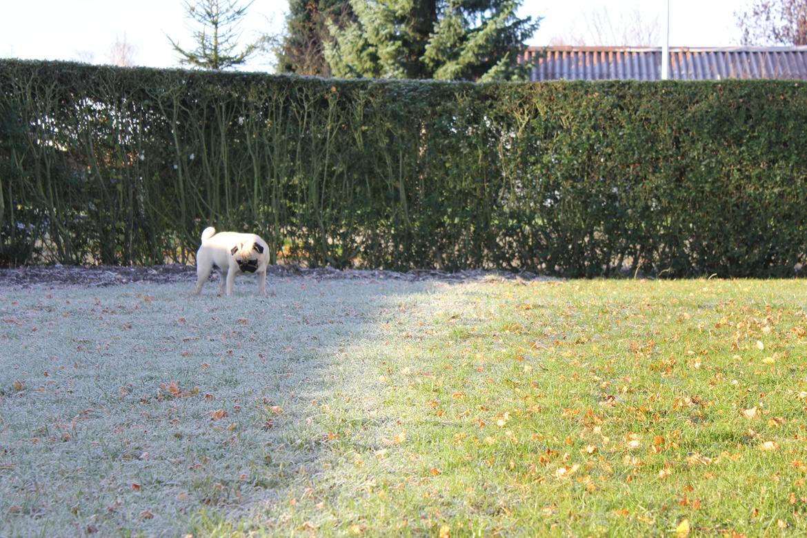 Mops Charley billede 17