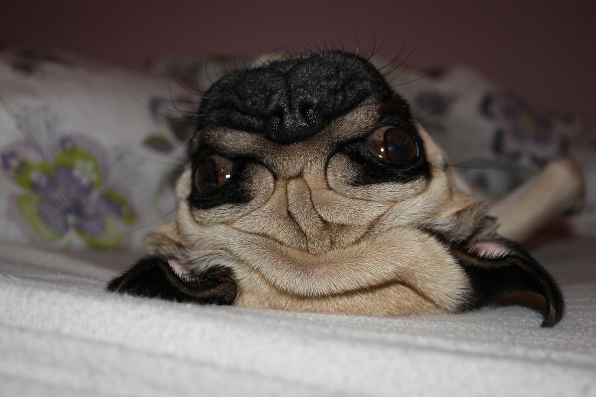 Mops Charley billede 18