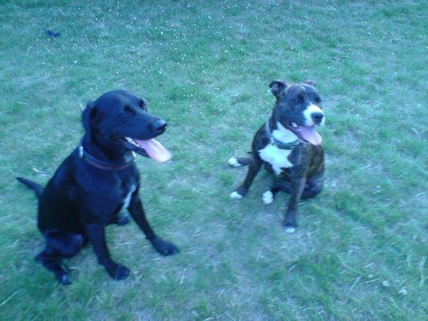 Blanding af racer Simba - Simba og hans gamle bedste legekammerat Tila, som desværre blev et offer for den forfærdelige hundelov - we miss you girl! <3 billede 12