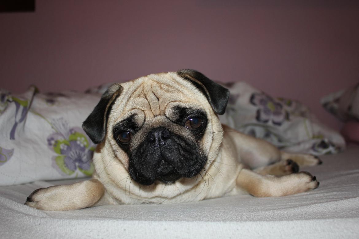 Mops Charley billede 19