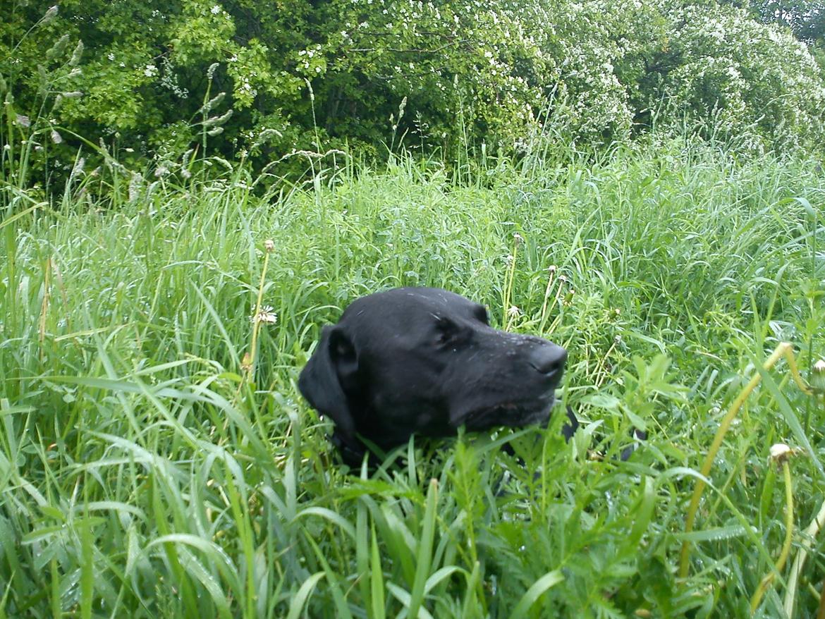 Blanding af racer Simba - Det højeste og grønneste græs smager bedst ;-) billede 13