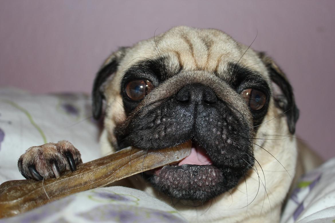 Mops Charley billede 20