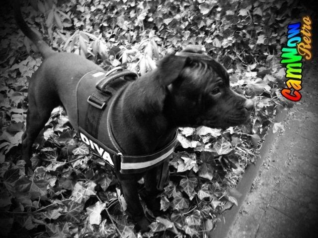 Staffordshire bull terrier Shorty billede 15