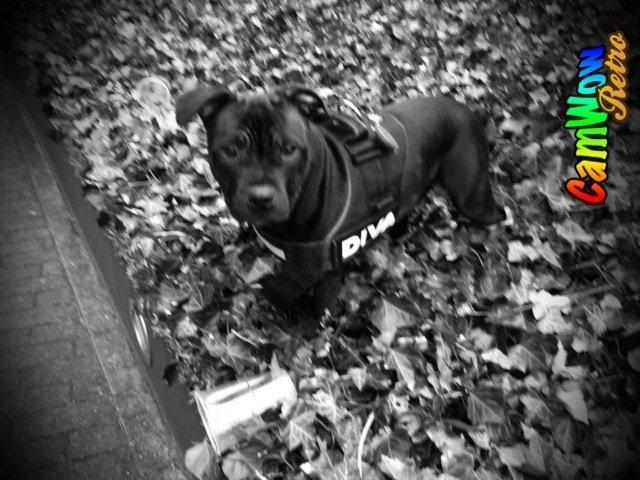 Staffordshire bull terrier Shorty billede 16