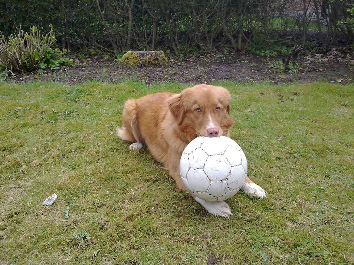 Nova scotia duck tolling retriever Viki - Min bold!! billede 5