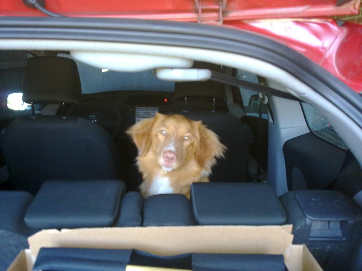 Nova scotia duck tolling retriever Viki - Så er vi klar til at køre... billede 6