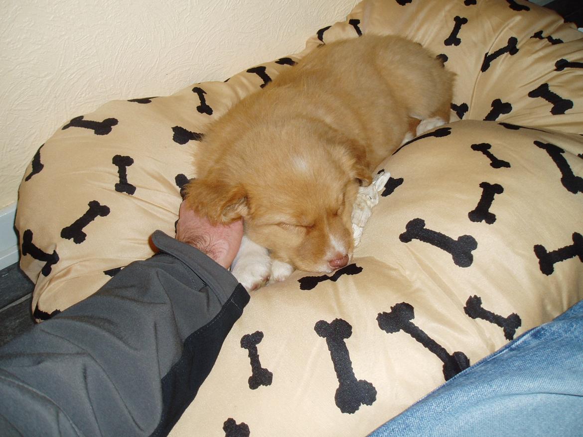 Nova scotia duck tolling retriever Viki - 8 uger gammel hjemme ved far... billede 1