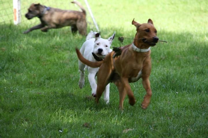 Blanding af racer Kenya billede 4