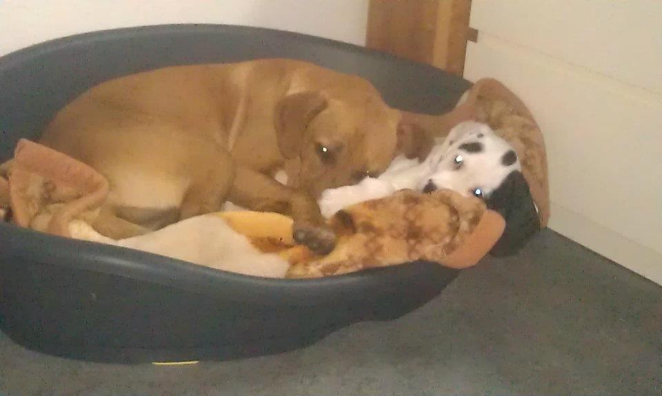 Blanding af racer Kenya billede 7