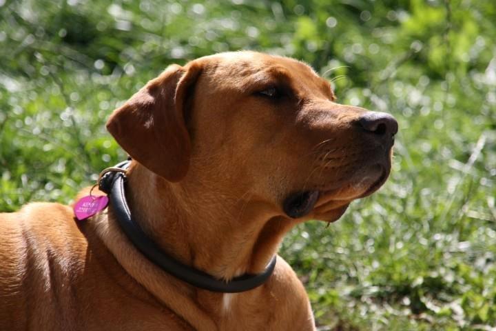 Blanding af racer Kenya billede 9