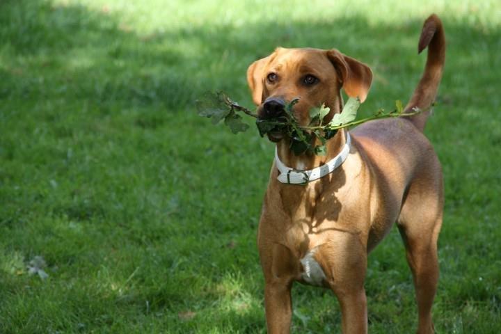 Blanding af racer Kenya billede 10