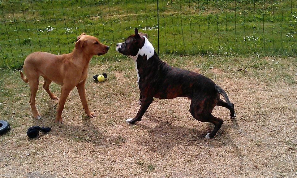 Blanding af racer Kenya billede 11