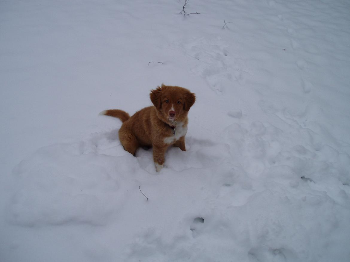Nova scotia duck tolling retriever Viki - Yibbi... Sne!! billede 3