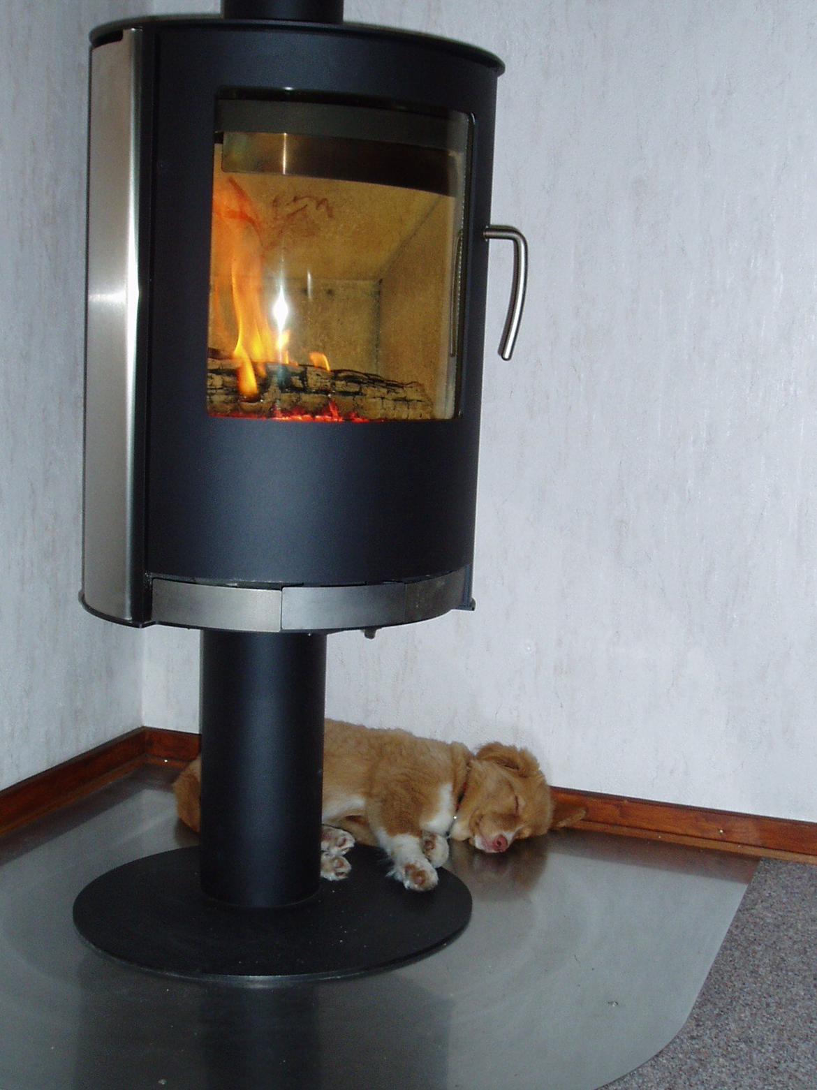 Nova scotia duck tolling retriever Viki - Onkels brændeovn er bare den bedste! billede 2