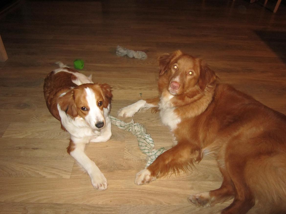 Nova scotia duck tolling retriever Viki - Hvem får det gamle viskestykke?? billede 8