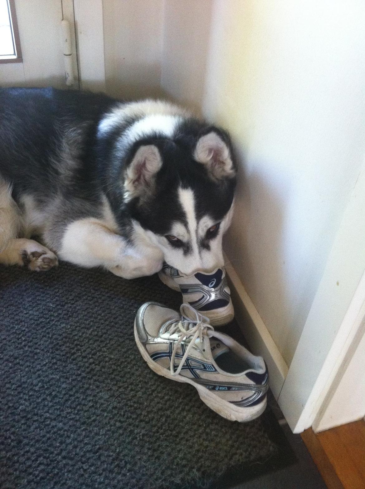 Siberian husky Kenzo billede 12