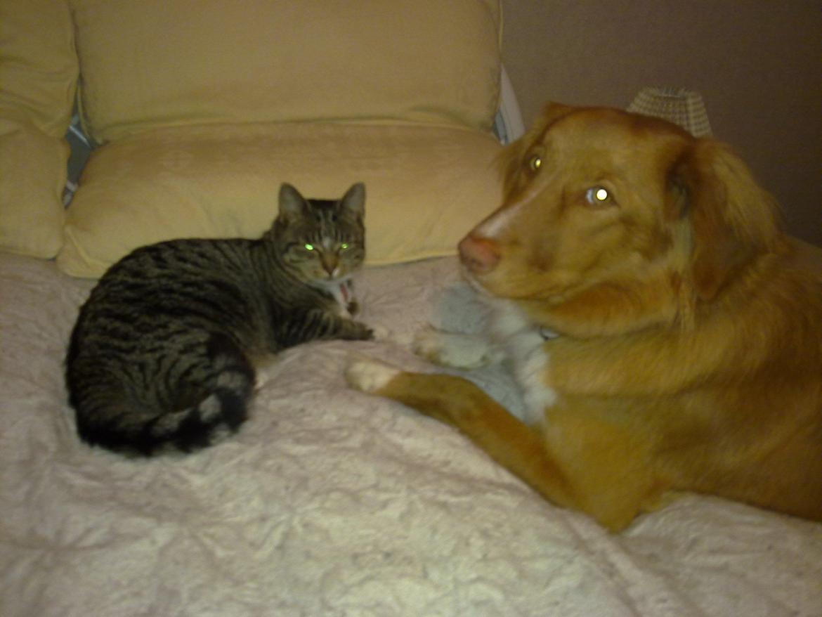 Nova scotia duck tolling retriever Viki - Viki og Tiggi: Vi er gode venner - for det meste... billede 11